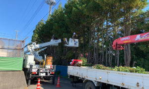 樹木伐採工事（岩手県奥州市）
