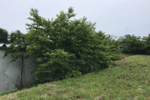 青森県三戸町のコンビニ敷地内草刈り・伐採